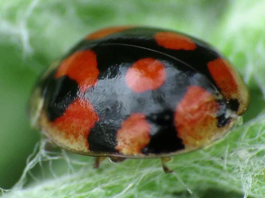 Zehnpunkt-Marienkäfer, Adalia decempunctata