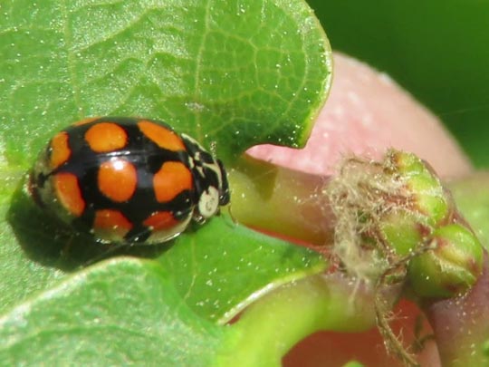 Zehnpunkt-Marienkäfer, Adalia decempunctata