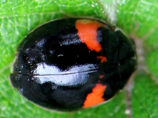 Zehnpunkt-Marienkäfer, Adalia decempunctata