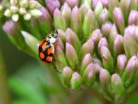 Zehnpunkt Marienkäfer, Adalia decempunctata