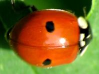 Zweipunkt Marienkäfer, Adalia bipunctata