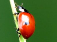 Zweipunkt Marienkäfer, Adalia bipunctata