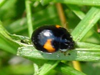 Zehnpunkt Marienkäfer, Adalia decempunctata