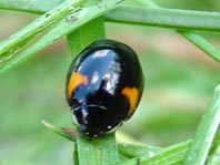 Zehnpunkt Marienkäfer, Adalia decempunctata