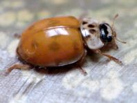 Zehnpunkt Marienkäfer, Adalia decempunctata