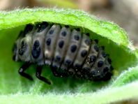 Zweipunkt Marienkäfer, Adalia bipunctata