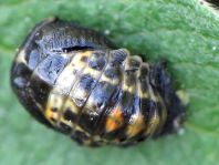 Zweipunkt Marienkäfer, Adalia bipunctata