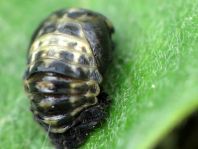 Zweipunkt Marienkäfer, Adalia bipunctata