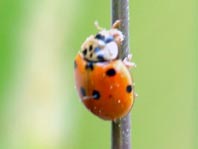 Zehnpunkt Marienkäfer, Adalia decempunctata