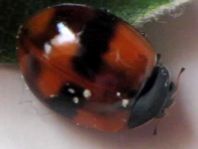 Zweipunkt Marienkäfer, Adalia bipunctata