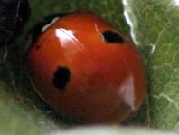 Zweipunkt Marienkäfer, Adalia bipunctata