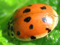 Zehnpunkt Marienkäfer, Adalia decempunctata