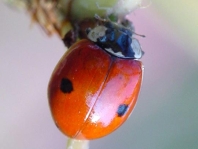 Zweipunkt Marienkäfer, Adalia bipunctata