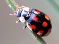 Zehnpunkt Marienkäfer, Adalia decempunctata