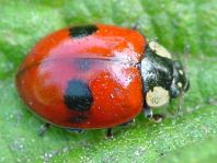 Zweipunkt Marienkäfer, Adalia bipunctata