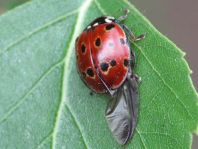 Augenmarienkäfer, Anatis ocellata