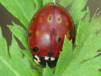 Augenmarienkäfer, Anatis ocellata