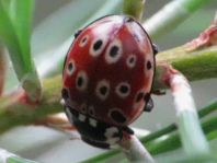 Augenmarienkäfer, Anatis ocellata