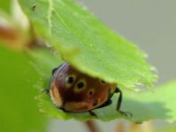 Augenmarienkäfer, Anatis ocellata