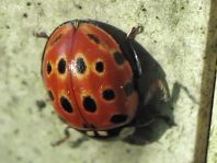 Augenmarienkäfer, Anatis ocellata