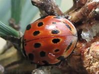 Augenmarienkäfer, Anatis ocellata