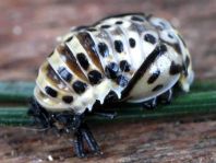 Augenmarienkäfer, Anatis ocellata