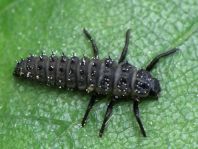 Augenmarienkäfer, Anatis ocellata, Larve