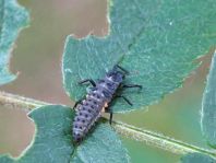 Augenmarienkäfer, Anatis ocellata, Larve