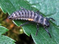 Augenmarienkäfer, Anatis ocellata