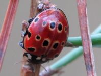 Augenmarienkäfer, Anatis ocellata