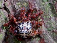 Augenmarienkäfer, Anatis ocellata, Puppe