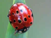 Augenmarienkäfer, Anatis ocellata