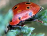 Augenmarienkäfer, Anatis ocellata