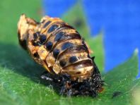 Augenmarienkäfer, Anatis ocellata, Puppe