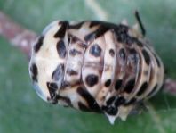 Augenmarienkäfer, Anatis ocellata
