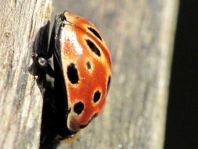 Augenmarienkäfer, Anatis ocellata