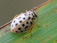 Anisosticta novemdecimpunctata, Neunzehnpunkt-Marienkäfer