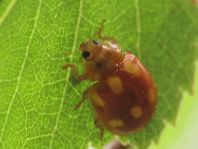 Zehnfleckiger Marienkäfer, Calvia decemguttata