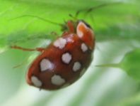 Vierzehntropfiger Marienkäfer, Calvia quatuordecimguttata