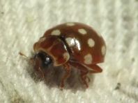 Vierzehntropfiger Marienkäfer, Calvia quatuordecimguttata