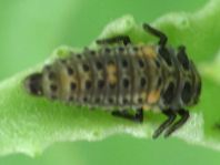 Vierzehntropfiger Marienkäfer, Calvia quatuordecimguttata