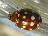 Vierzehntropfiger Marienkäfer, Calvia quatuordecimguttata