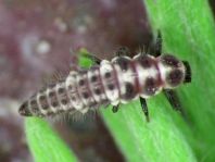 Vierzehntropfiger Marienkäfer, Calvia quatuordecimguttata