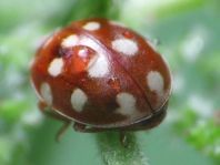 Vierzehntropfiger Marienkäfer, Calvia quatuordecimguttata