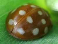 Vierzehntropfiger Marienkäfer, Calvia quatuordecimguttata