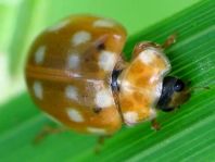 Vierzehntropfiger Marienkäfer, Calvia quatuordecimguttata