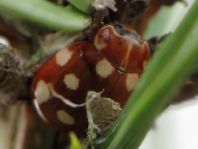 Vierzehntropfiger Marienkäfer, Calvia quatuordecimguttata