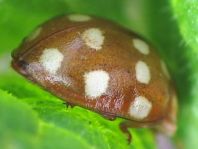 Vierzehntropfiger Marienkäfer, Calvia quatuordecimguttata