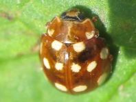 Vierzehntropfiger Marienkäfer, Calvia quatuordecimguttata