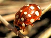 Vierzehntropfiger Marienkäfer, Calvia quatuordecimguttata